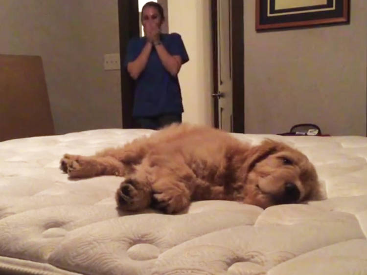 conoce cachorro primera vez video