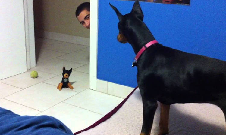 doberman asustado por un peluche