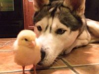 husky pollito amigos video