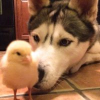 husky pollito amigos video