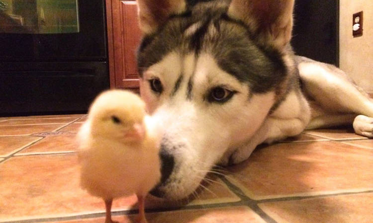 husky pollito amigos video