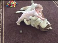 husky juega niño video