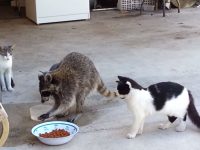 mapache roba comida de gato