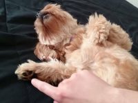perro se hace el sordo