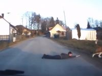 perro arrastra niño por la carretera video