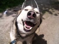 videos de husky