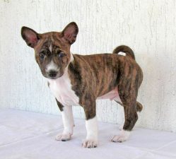 Conoce al basenji, un perro poco común y muy particular.