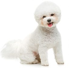 Bichón Frisé