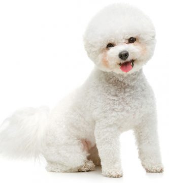 bichón frisé
