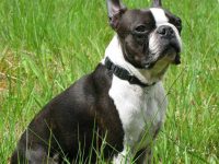 color raza boston terrier