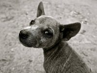 perro sin raza nombre