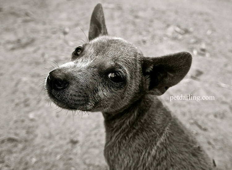 perro sin raza nombre