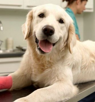 diabetes en perros