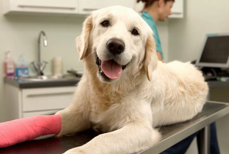 diabetes en perros