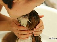 efecto probiotico perro