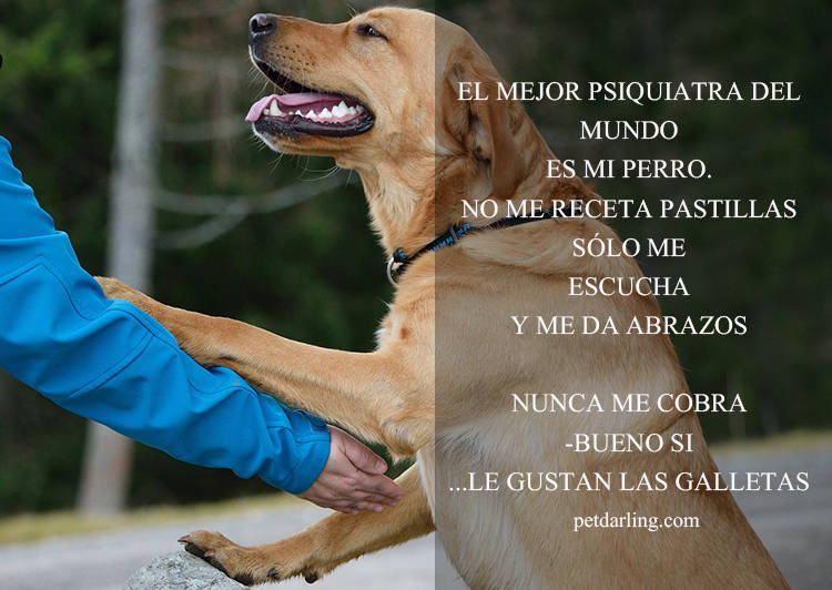 frases perros
