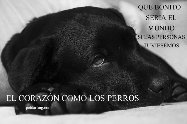 frases perros