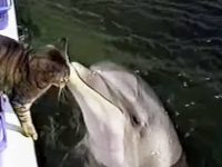 gato y delfin amigos