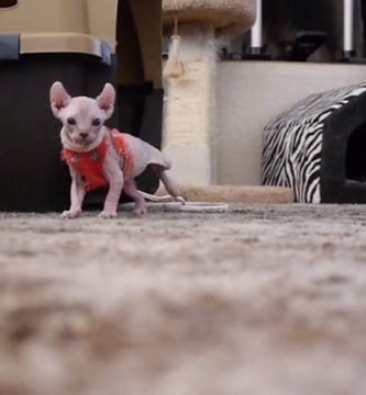 gato elfo caracteristicas