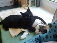 gato cuida animales enfermos en hospital veterinario