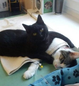 gato cuida animales enfermos en hospital veterinario