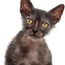 Lykoi