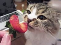 fresas para gatos comer fresas