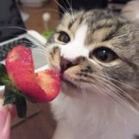 fresas para gatos comer fresas