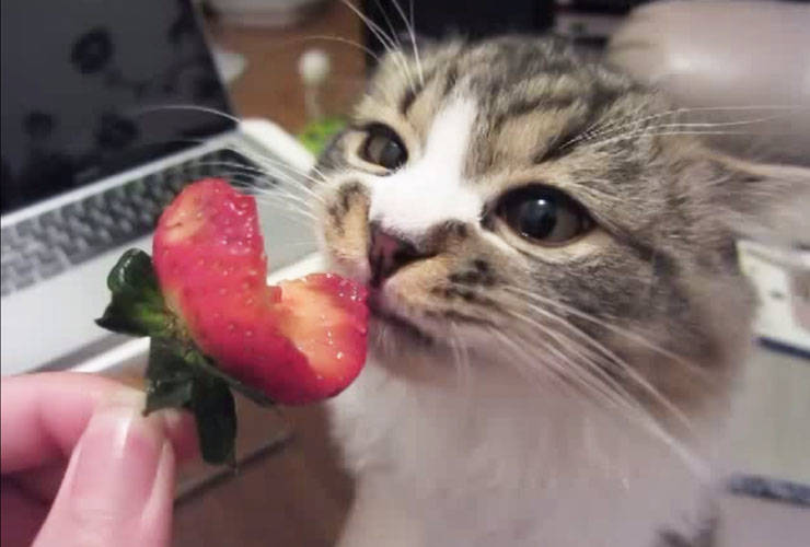 fresas para gatos comer fresas