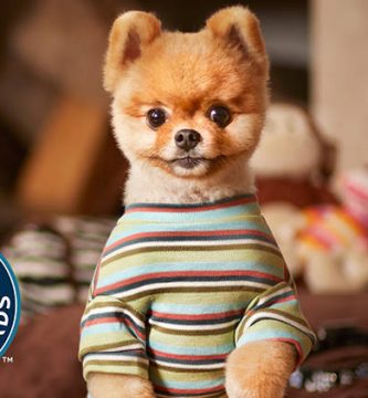 pomerania camina en dos patas