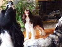 los Tres Tenores perrunos