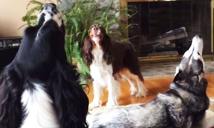 los Tres Tenores perrunos