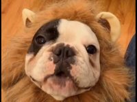 bulldo frances disfrazado video manny