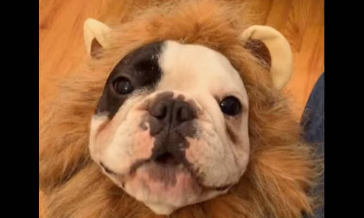 bulldo frances disfrazado video manny