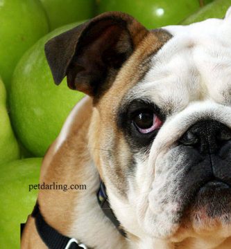 perros pueden comer manzana