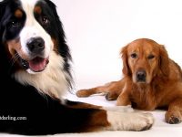 perra en celo agresiva