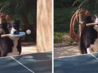 perro juega tenis de mesa pingpong