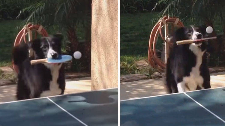 perro juega tenis de mesa pingpong