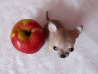 el perro mas pequeño del mundo