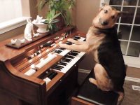 video perro toca piano