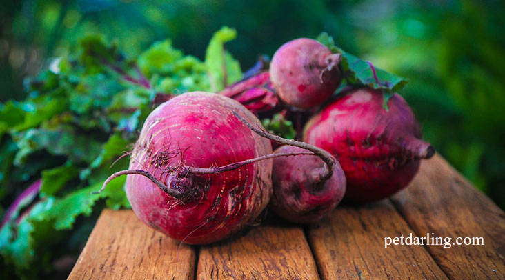 los perros pueden comer remolacha