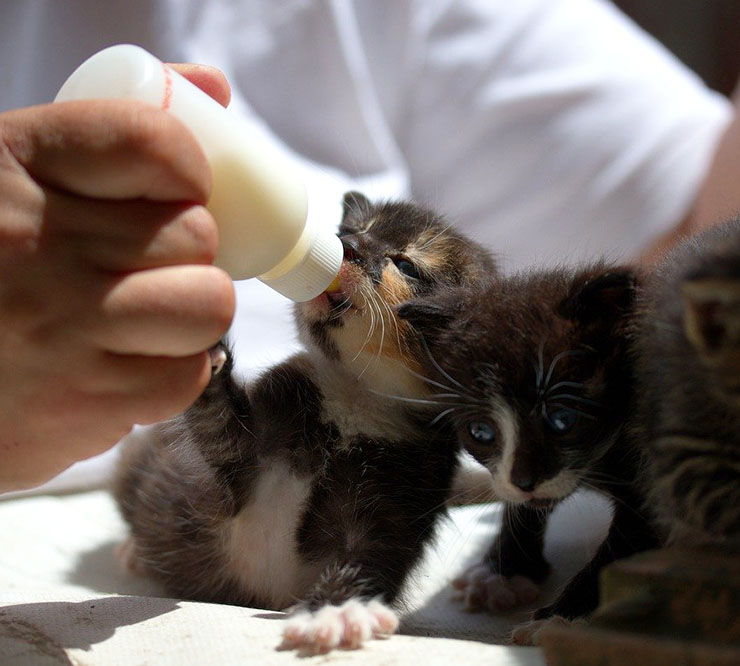 entre Distante Traición Qué comen los gatos bebés? | Recién nacidos, 1, 2 y 3 meses