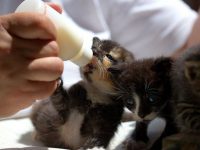 que comen los gatitos pequeños