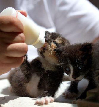 que comen los gatitos pequeños