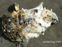 suplementos para perros artritis