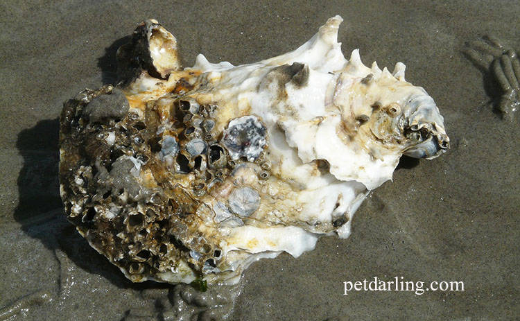 suplementos para perros artritis