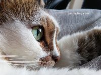 taurina para gatos