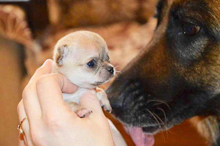 perro mas pequeño del mundo 2015 toudi