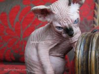 video gato sphynx sin pelo