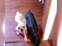 videos de perros y cerdos
